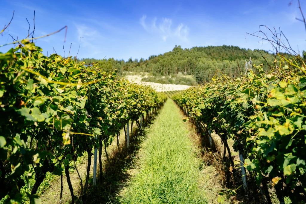 Viñedos de Txakoli Uriarte en Bizkaia, donde el clima atlántico y la tierra influyen en el carácter de cada cosecha.