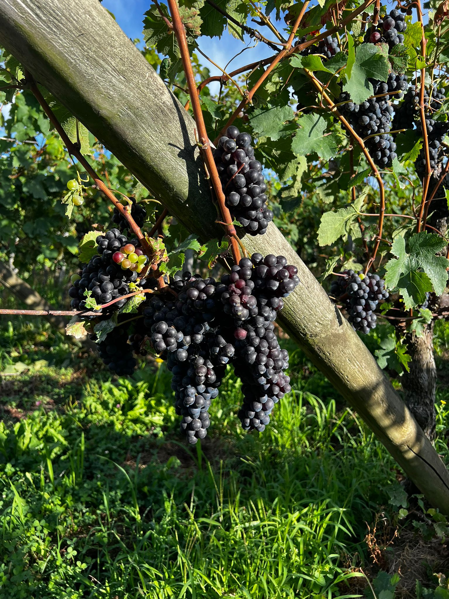 Suelos y variedades del viñedo