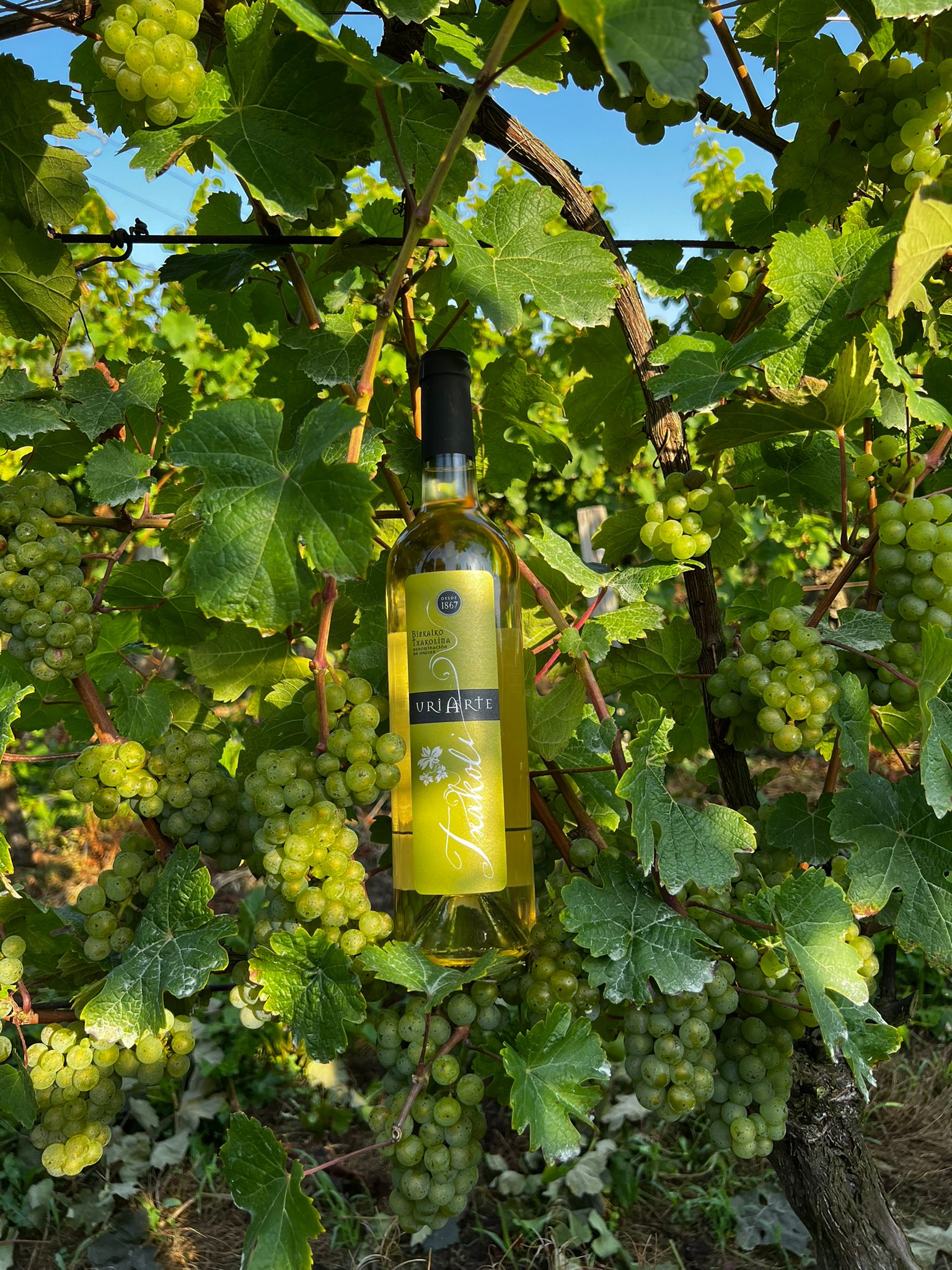 El origen de los vinos de Txakoli Uriarte